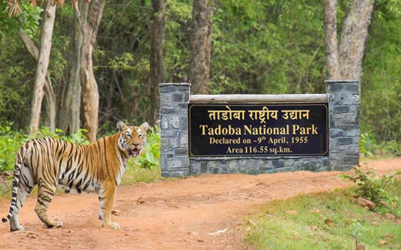 Tadoba National Park Safari - Indian Wild Journey