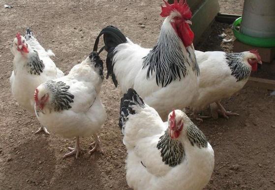 تخم نطفه دار مرغ ساسکس 25,000 تومان – جوجه ساز | فروش تخم نطفه دار انواع  پرندگان | فروش دستگاه جوجه کشی