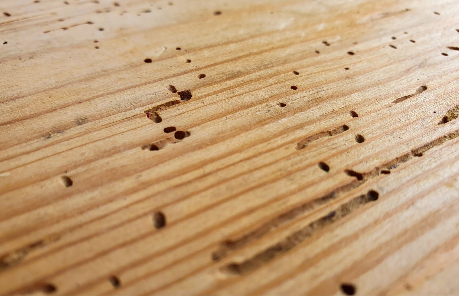  The hardwood floor's texture is marked with various insect holes, giving it a weathered and distressed appearance.