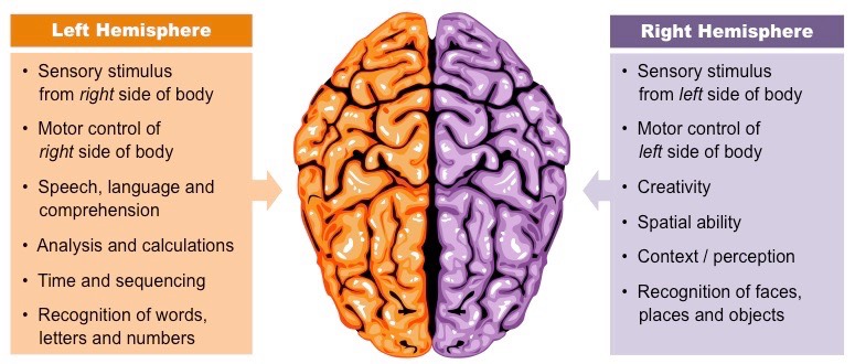 brain lateralization