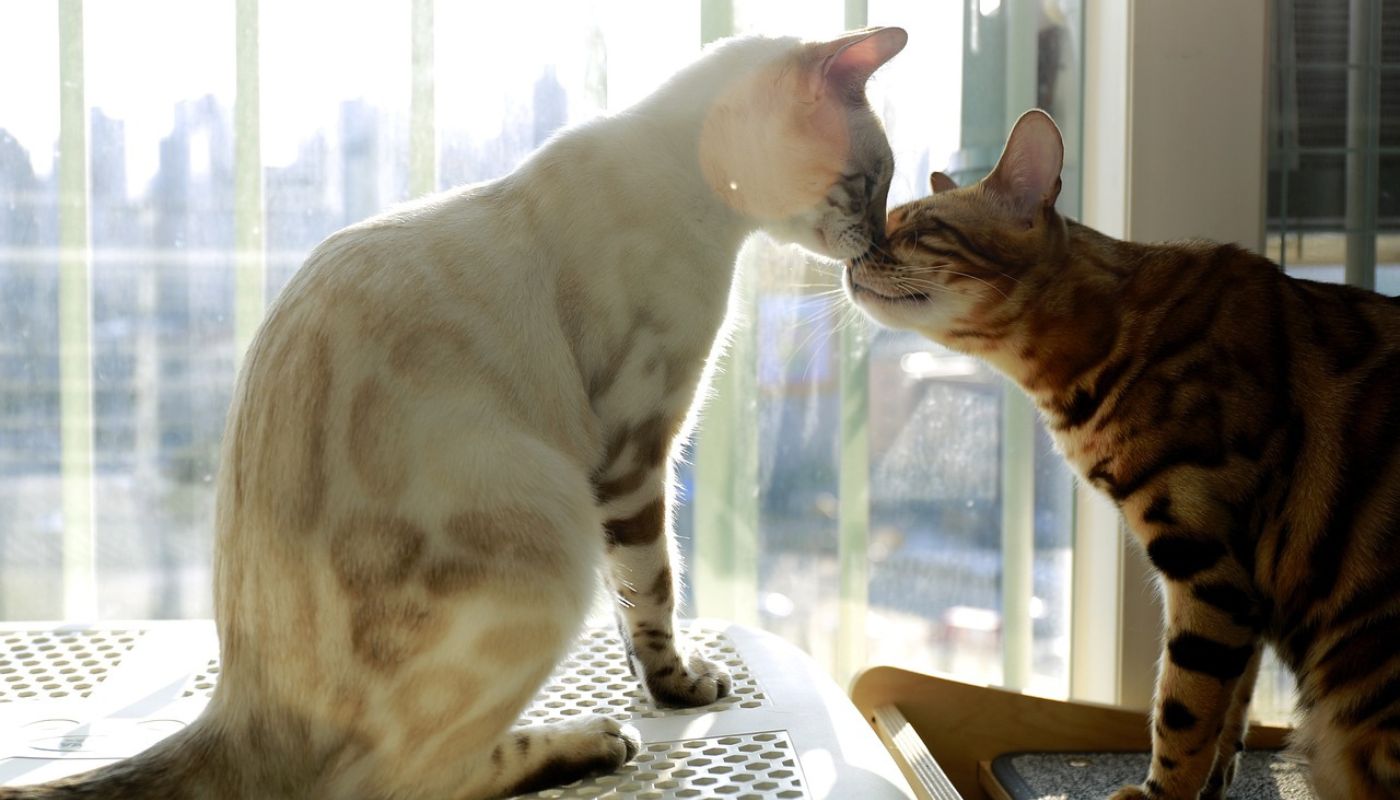 bengal-cats-duo