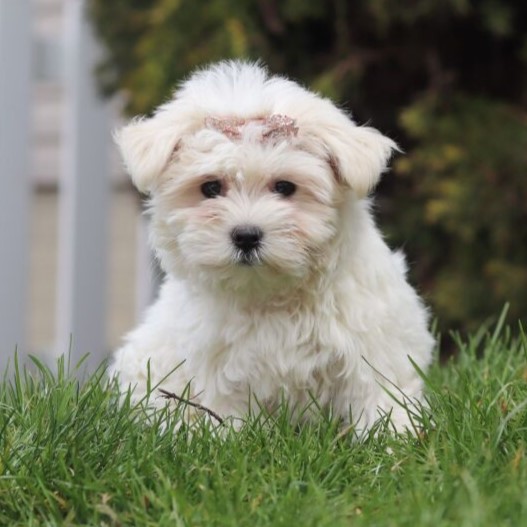 maltese