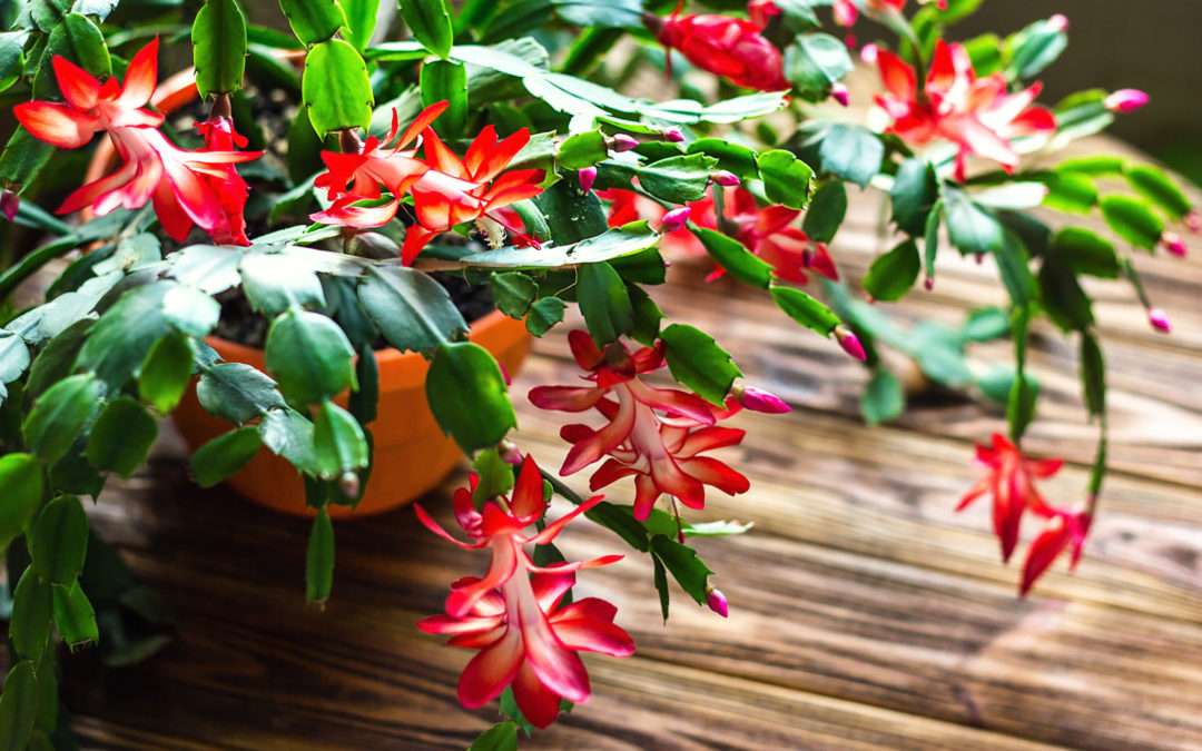 Christmas Cactus (Schlumbergera spp.)