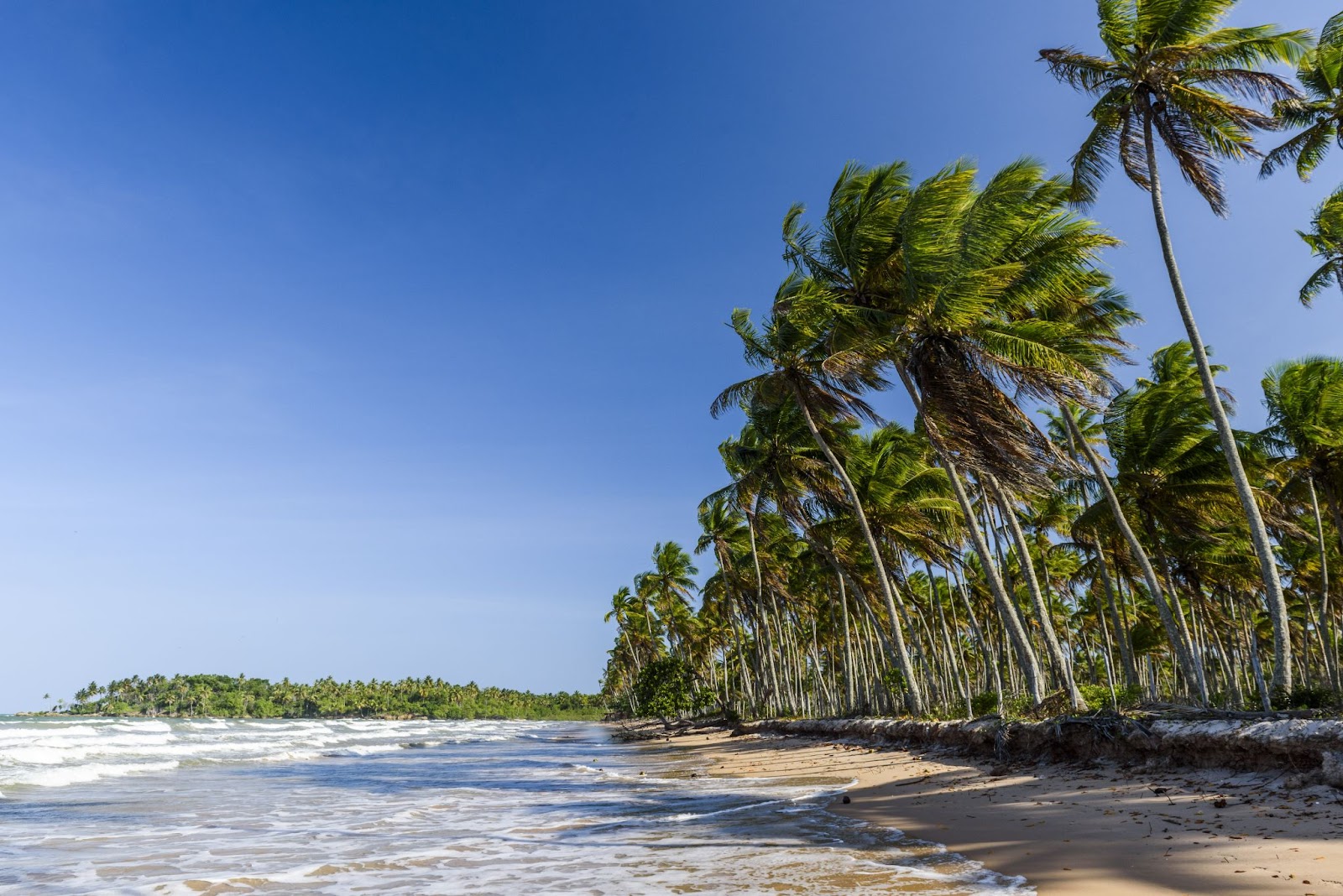 Mar com pequenas ondas formando espuma branca na pequena faixa de areia. Fila de coqueiros acompanhando a orla.