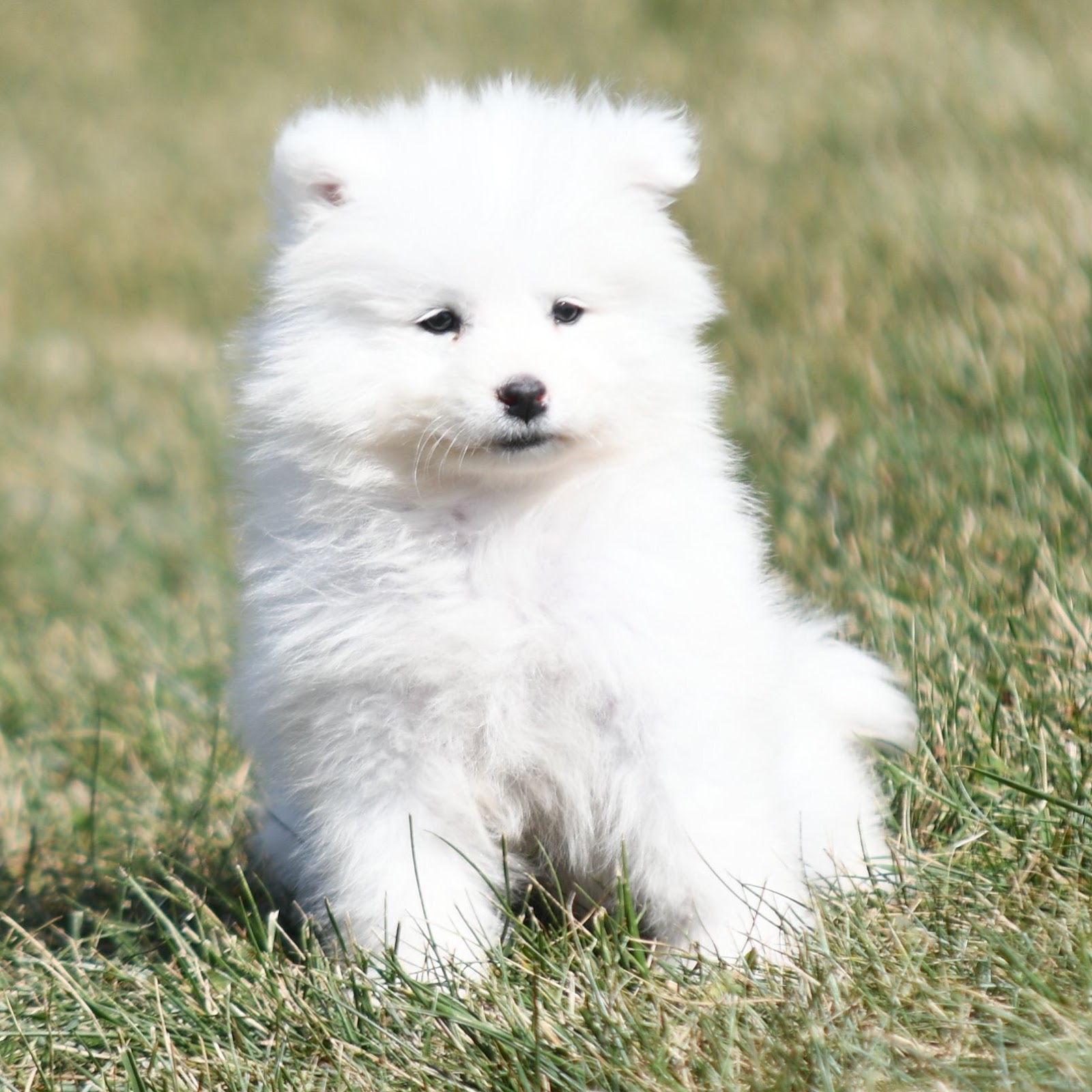 samoyed puppy breed