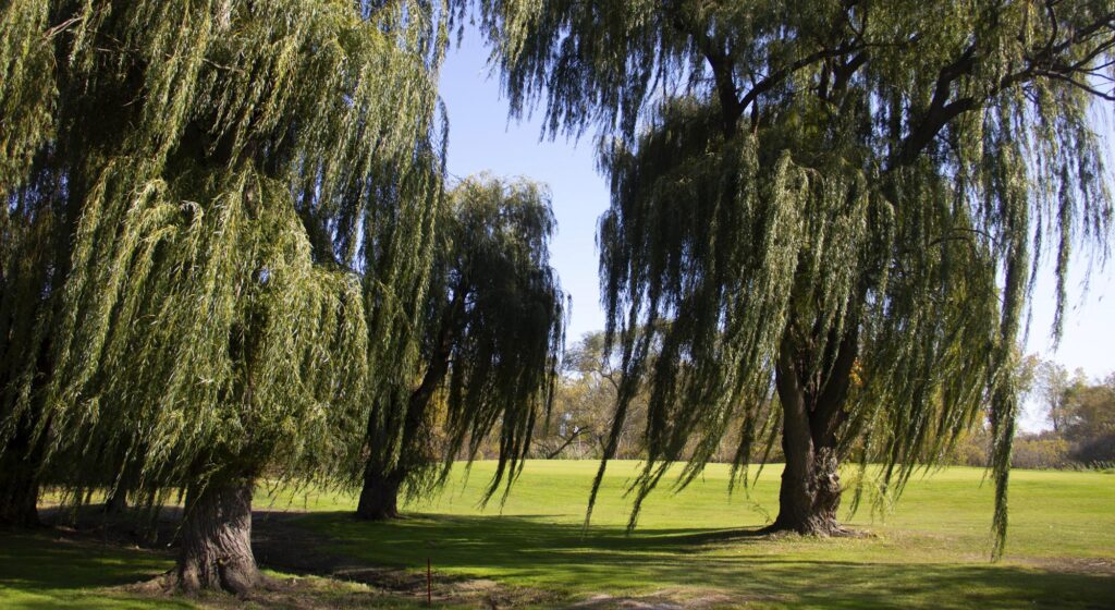 sawmill creek golf club, family reunion location, cedar point