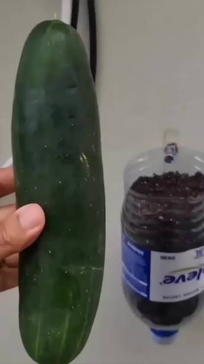 منتديات نودزاوي رضاعه 