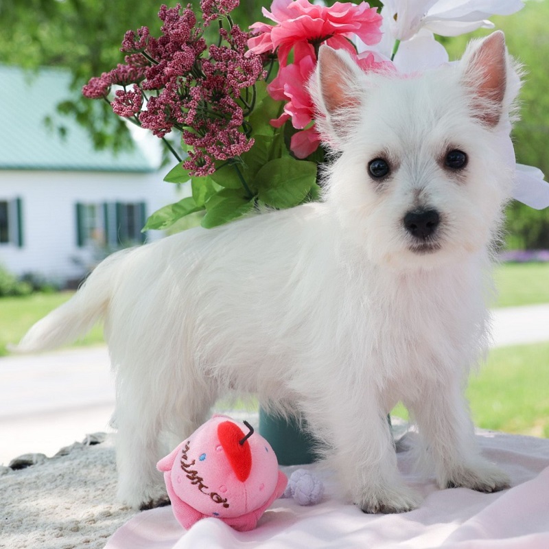 west highland white terrier puppy