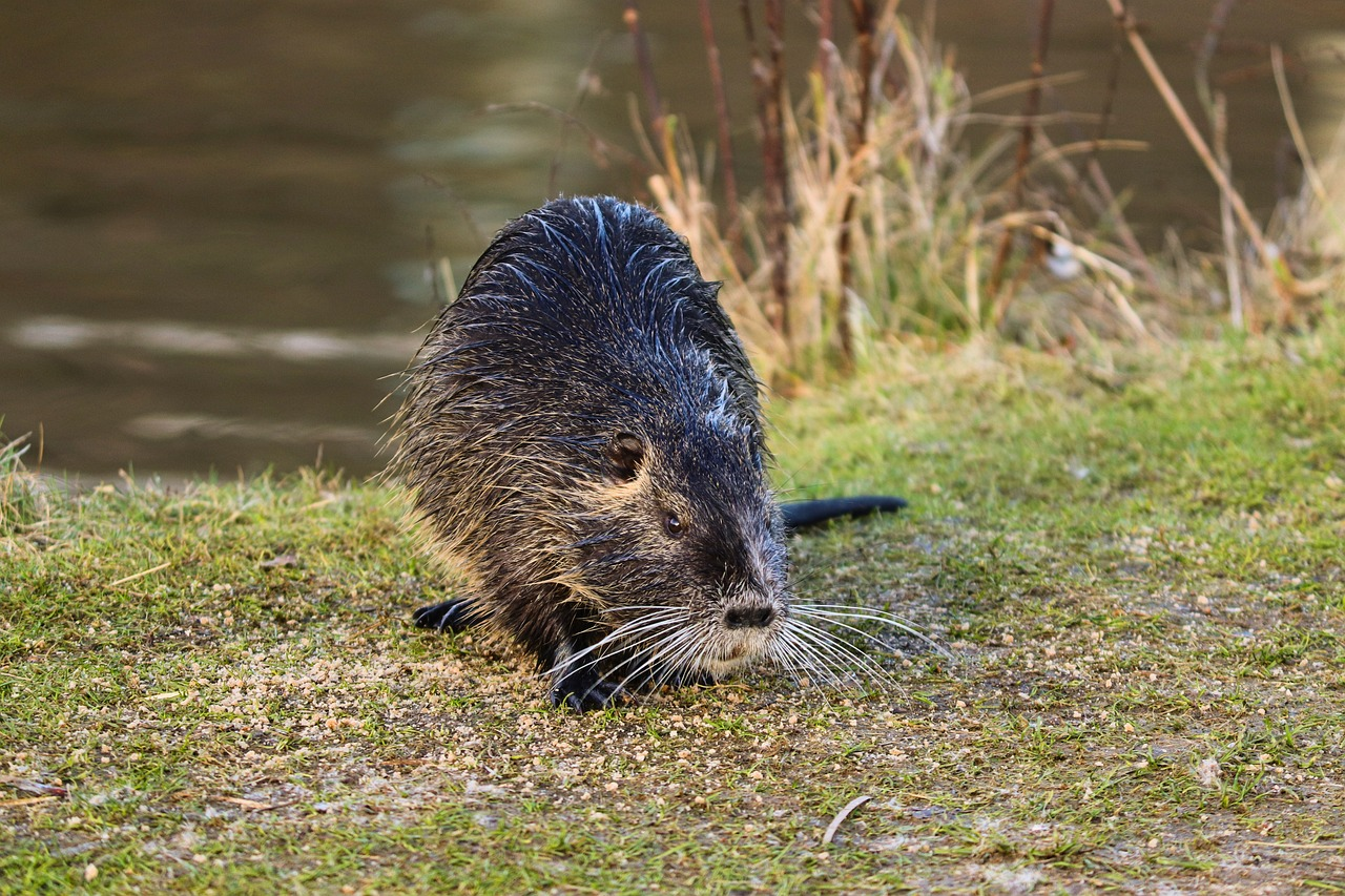 A beaver walks on the banks of a river