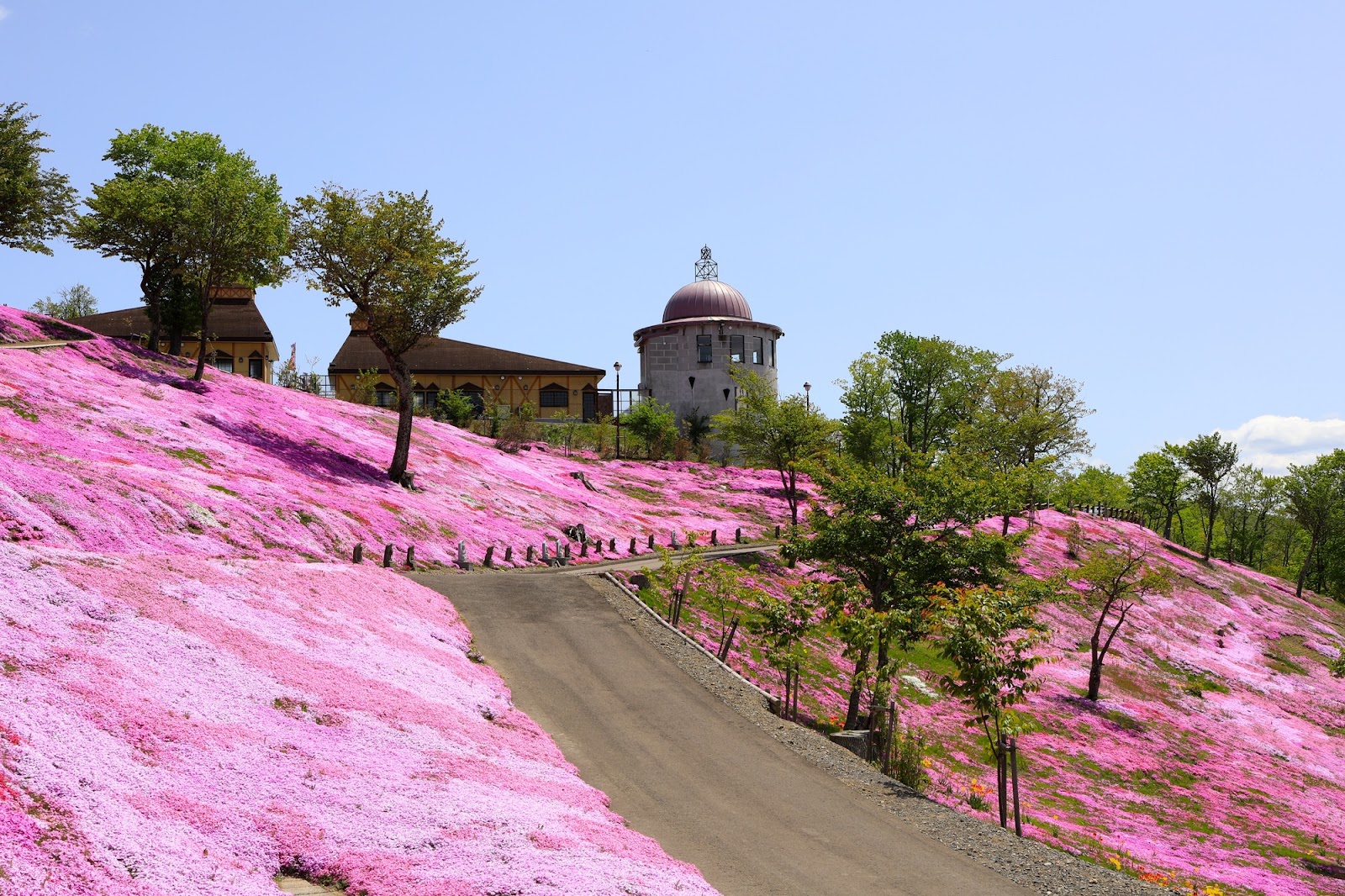 ミカン箱一杯から始まった10万平米の花絨毯「芝ざくら滝上公園」