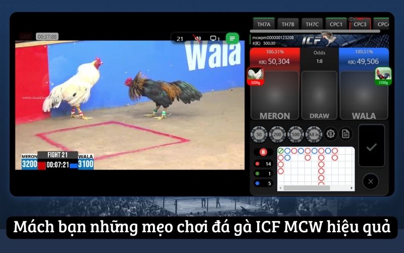 Mách bạn những mẹo chơi đá gà ICF MCW hiệu quả