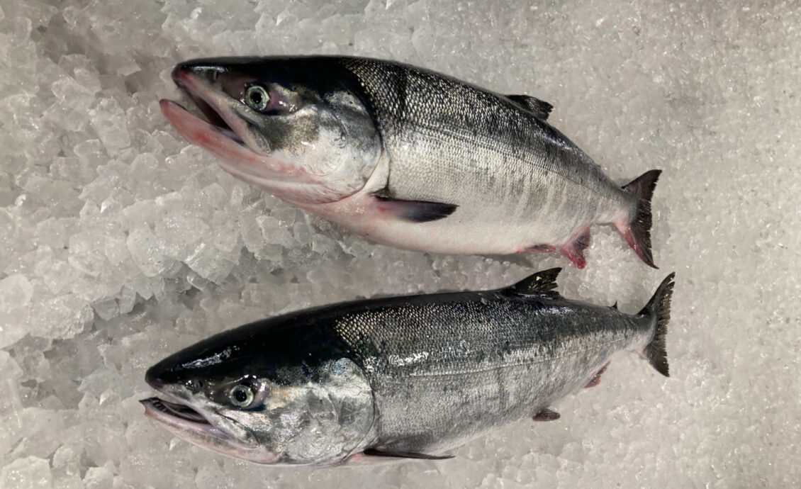 メジカ鮭：産卵のため海から川へ戻る直前に漁獲