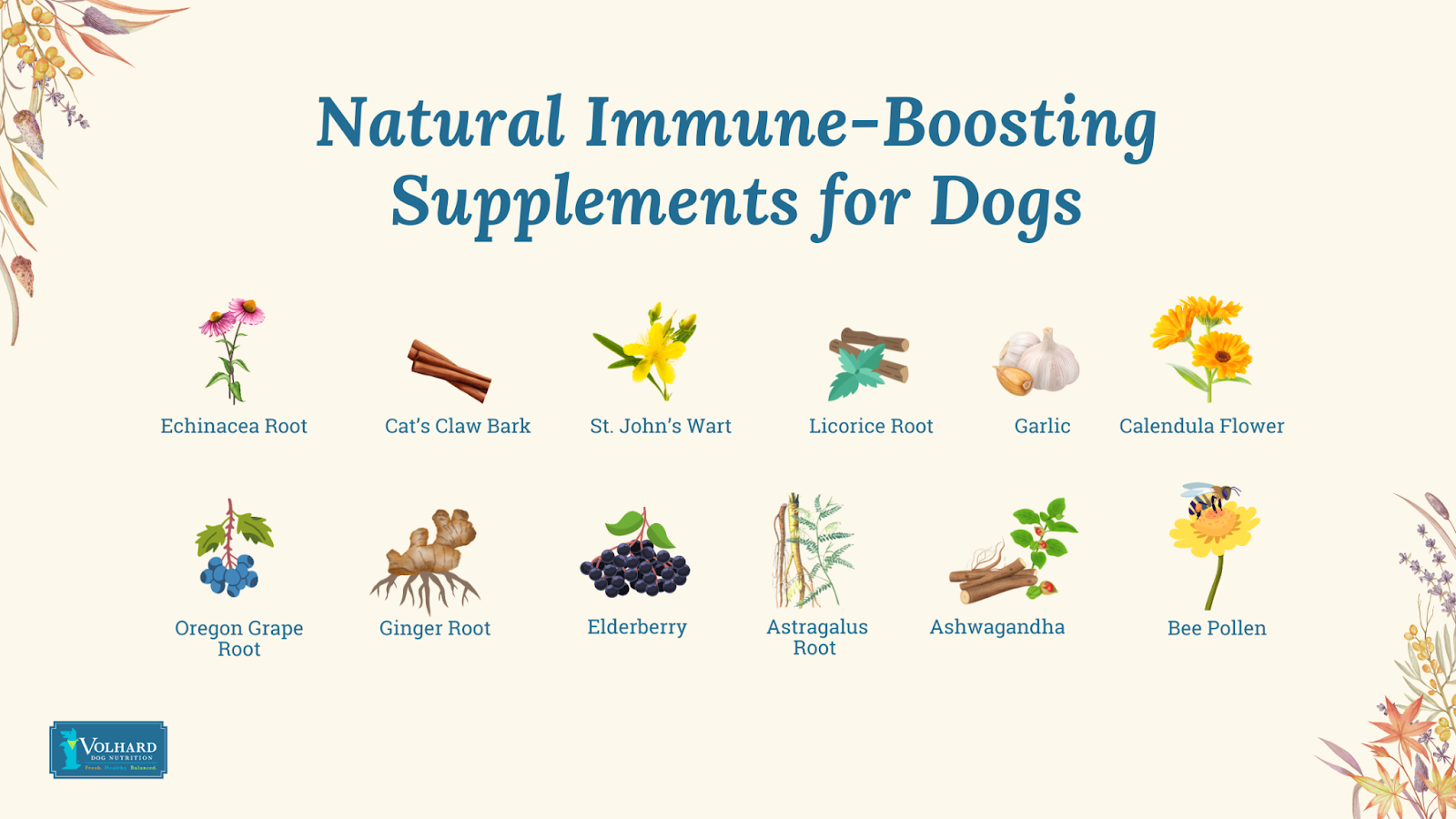 Natural immune-boosting supplements for dogs