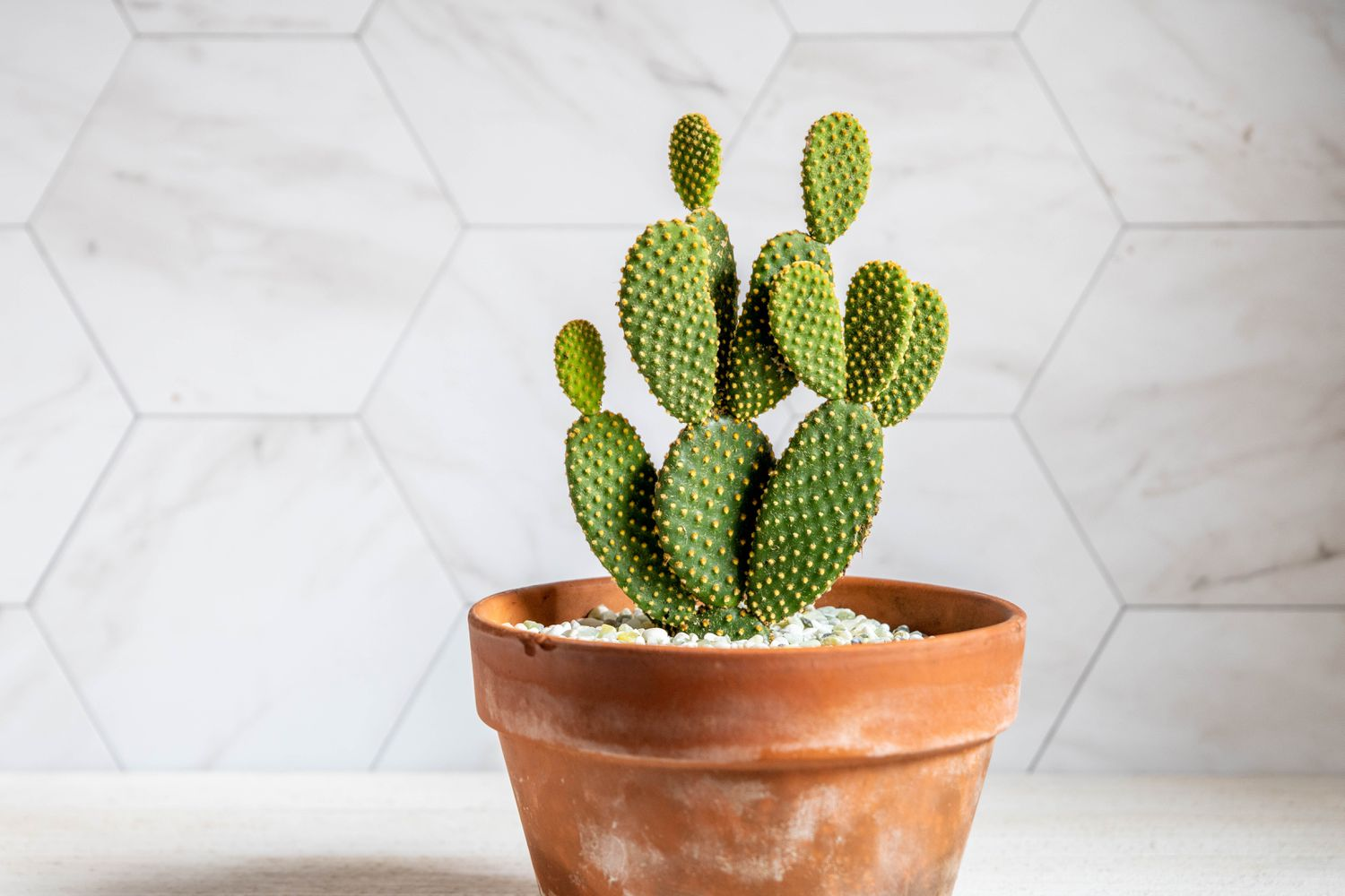 Bunny Ears Cactus (Opuntia microdasys)