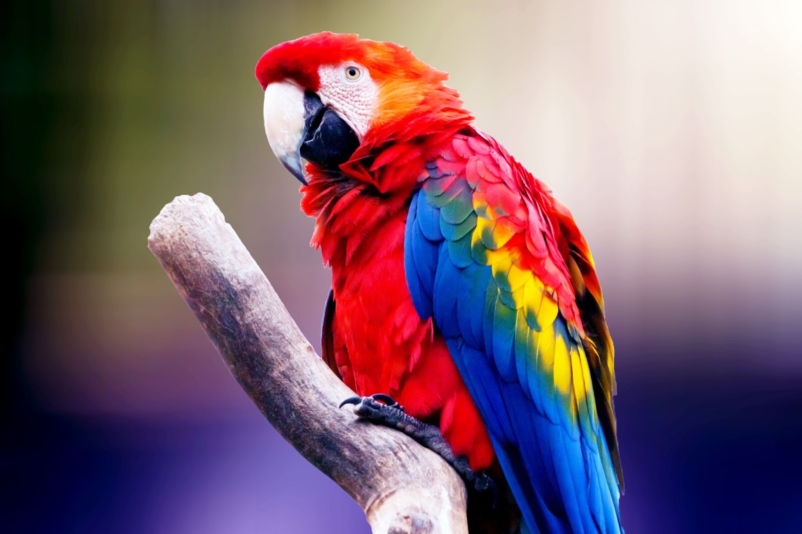 Parrots Exotic