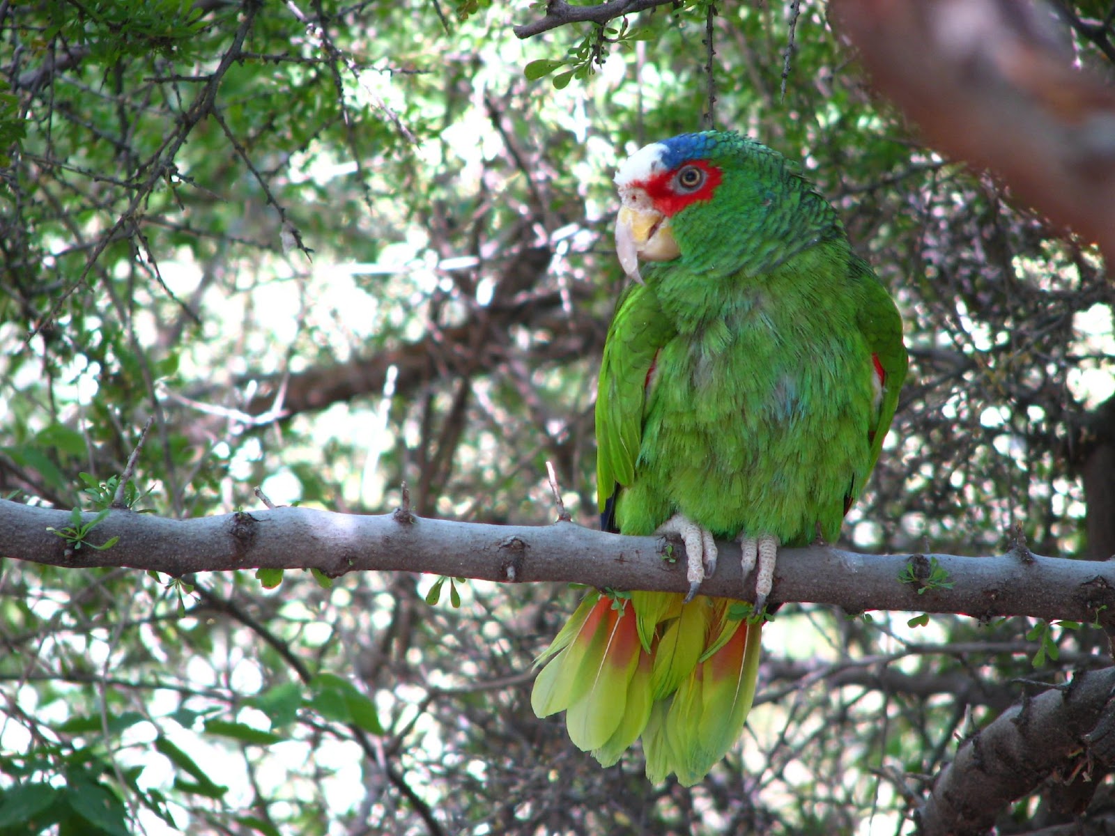 Names For Parrots Male