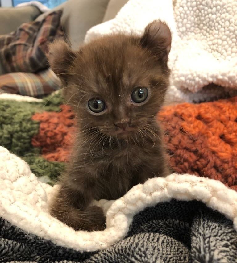 Kitten with Bear Ears and Twisted Legs Cuddles Family that is Kind to Her -  Love Meow