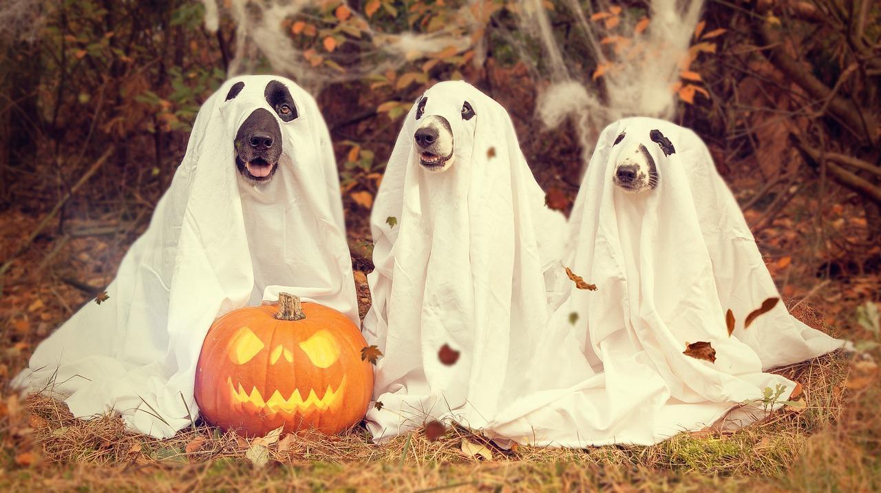 Superstizioni di Halloween