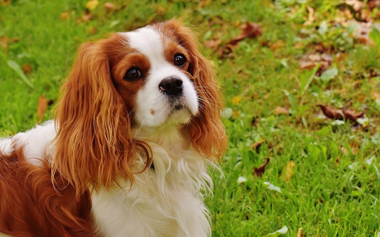 small dog breeds - Cavalier King Charles Spaniel