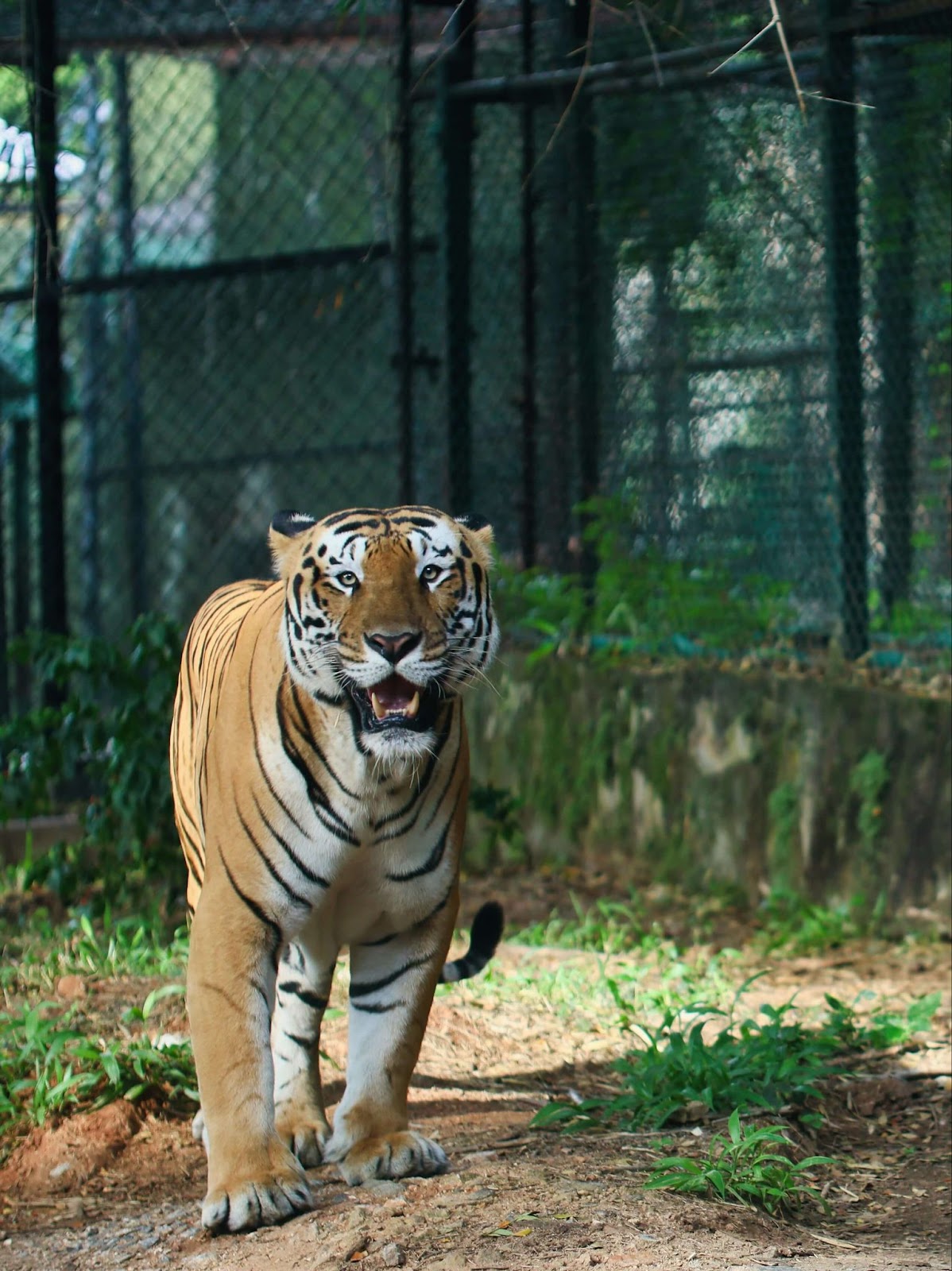 Bandipur National park