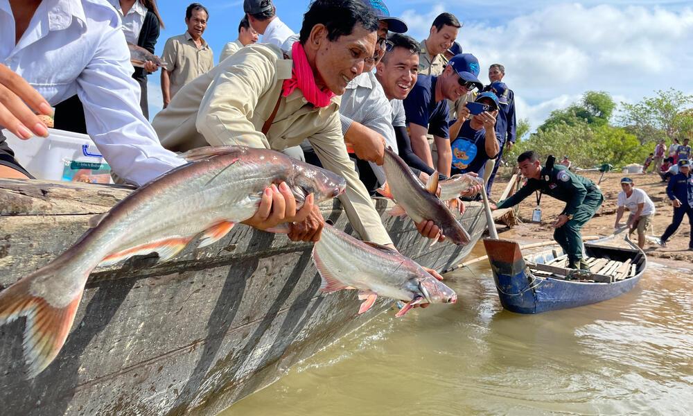 8k0brwz7t4_Researchers_releasing_fish_back_into_the_Mekong_c_Fishbio