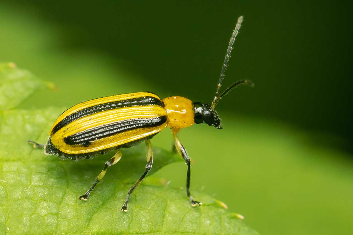 Cucumber Beetles