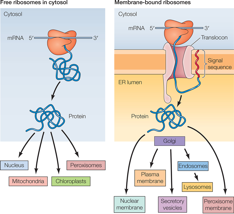 Chapter Endoplasmic Reticulum Golgi Apparatus Lysosomes