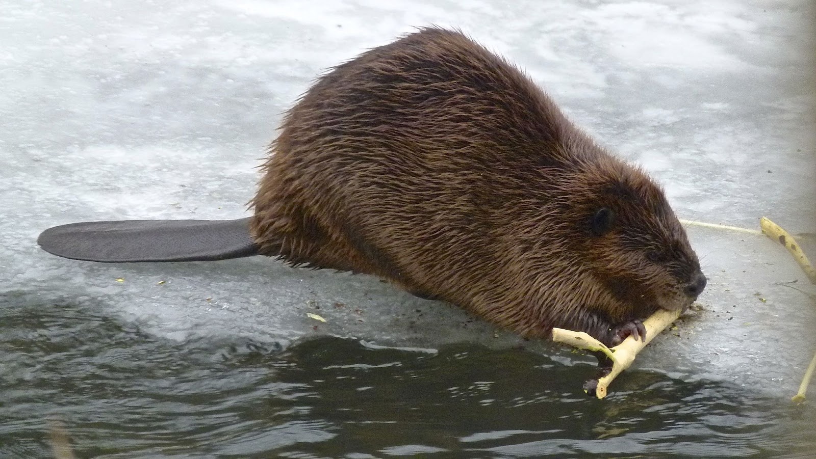 Sprouts Beaver