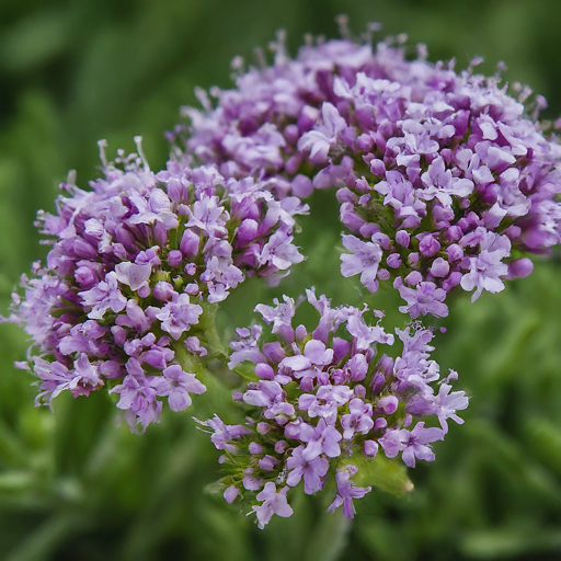 Dazzling Displays: Enjoying the Blooms of Dittany of Crete