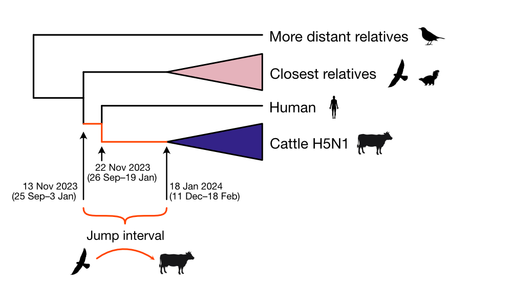 Preliminary report on genomic epidemiology of the 2024 H5N1 influenza A ...