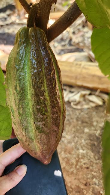 foto-de-fruto-do-cacau-alimento-caro