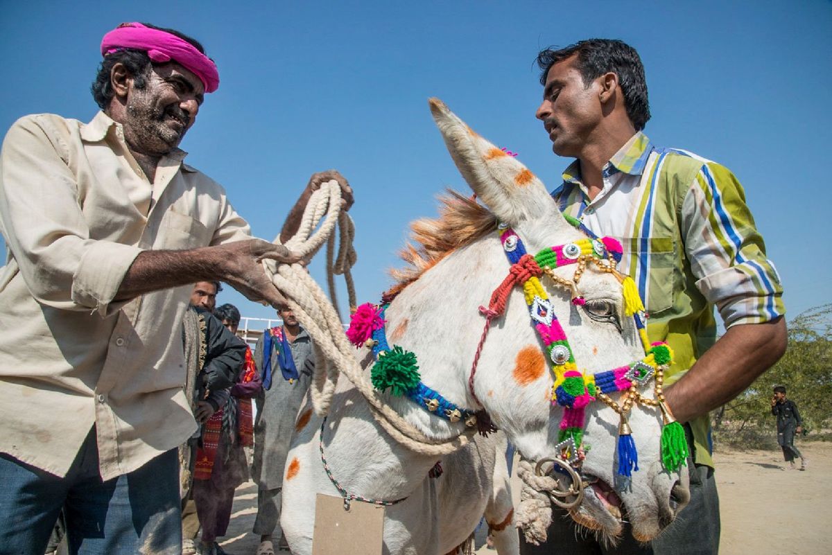 Spiritual Interpretations of Donkey Dreams