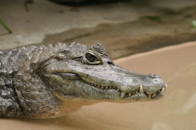 A baby gator keenly observes it's surroundings at Wild Florida