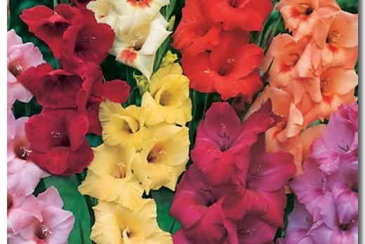 Gladiolus