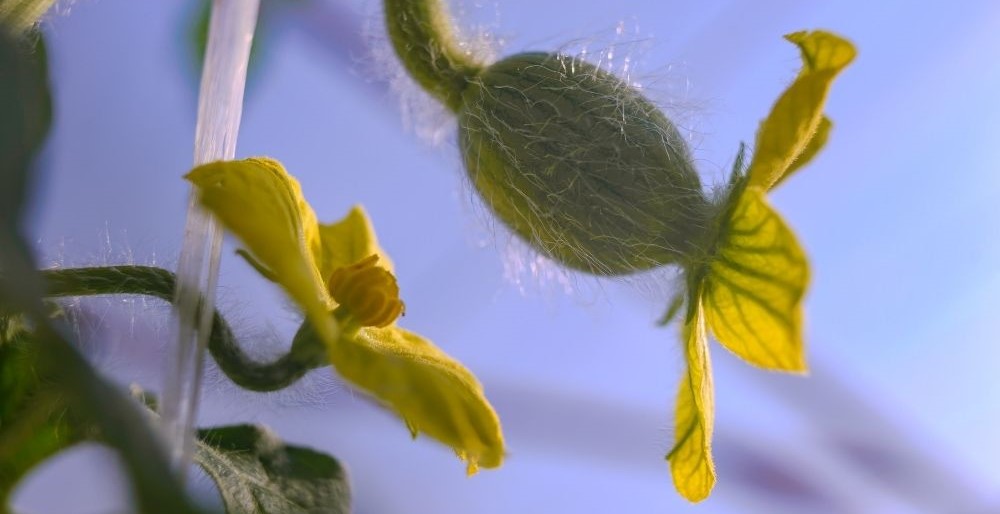 female watermelon flower pollinated