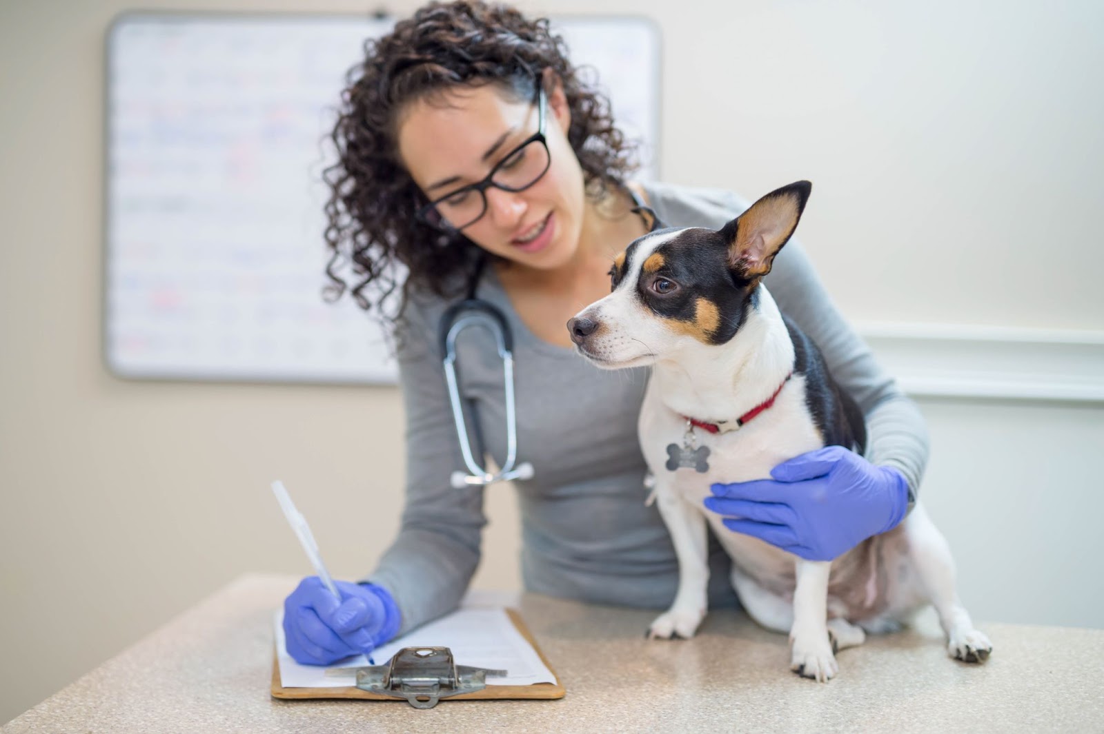 general pet preventative health plan recommendations