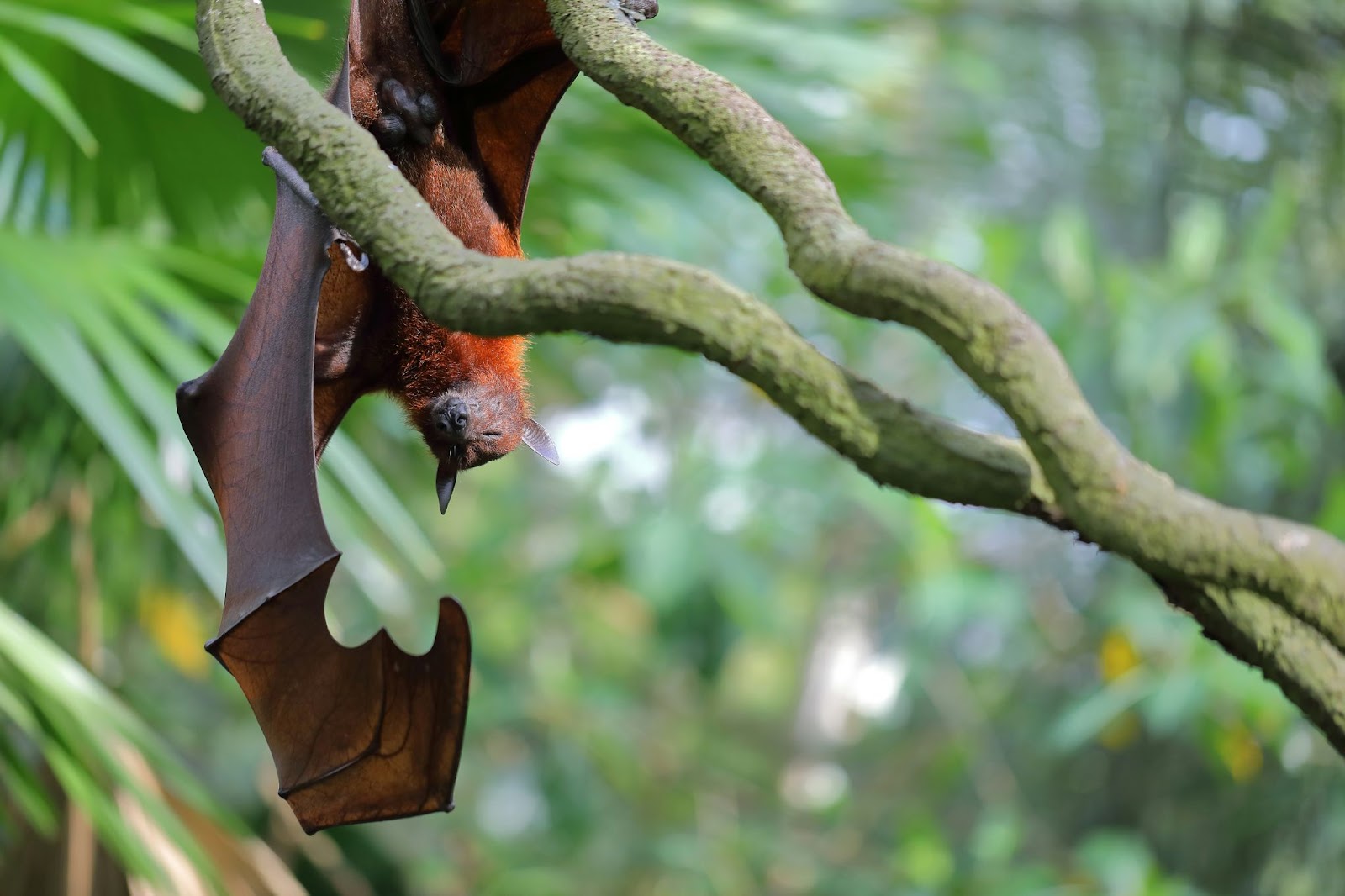 Flying Fox bats in the Mangrove trees at Wa Island Resort