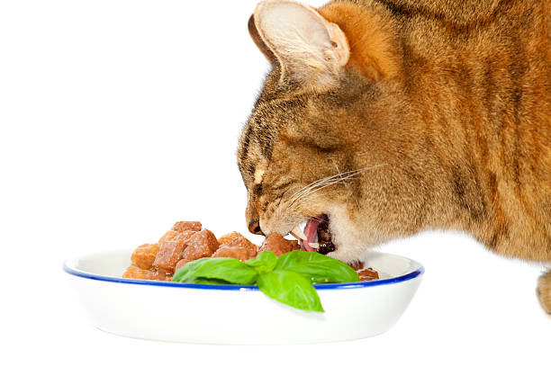 Understanding Cat Dietary Needs