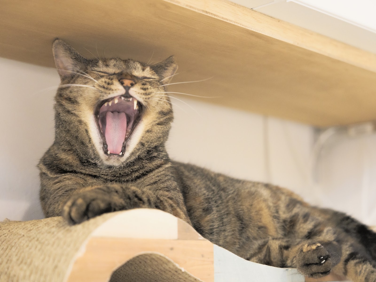 大きな口を空ける猫