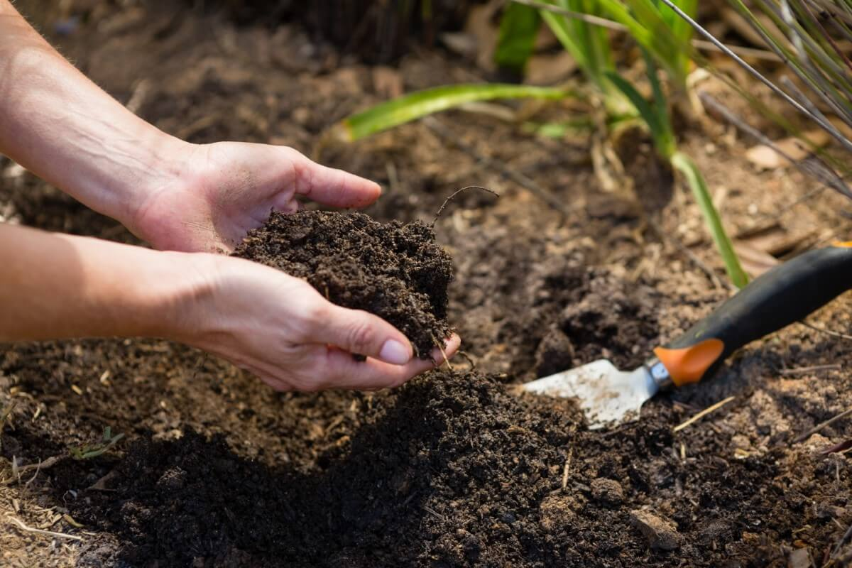Solution: Amend the soil.