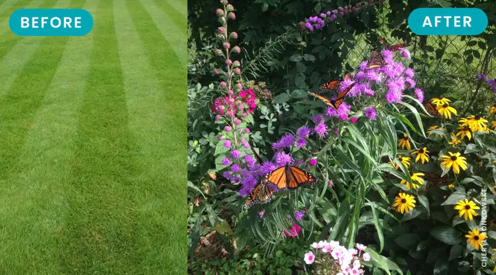 split image of "before" turf grass vs "after" wildlife garden with colorful flowers and monarch butterfly