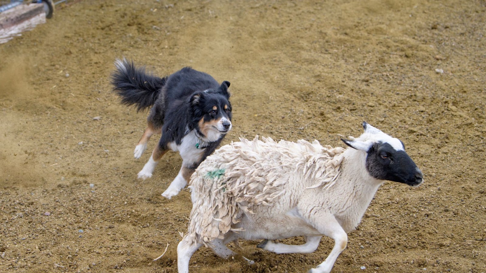 Black and tan Australian shepherd dog showing natural behahavior herding sheep
