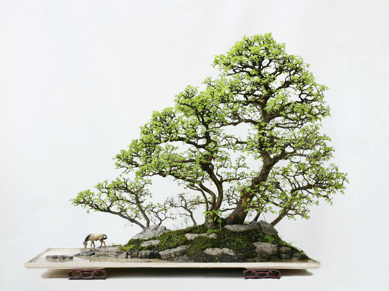 Nghệ Thuật Bonsai