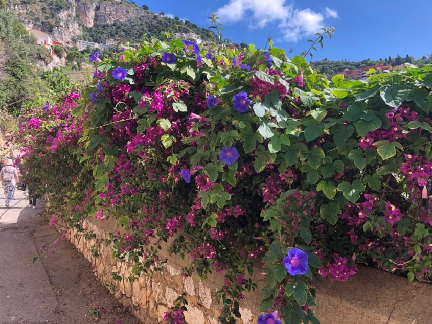 A purple flowers on a stone wall

Description automatically generated