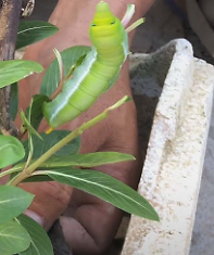 A green caterpillar on a plant

Description automatically generated