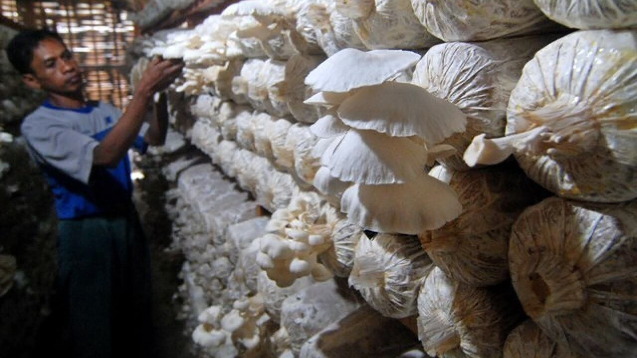 Bibit jamur dari serbuk kayu