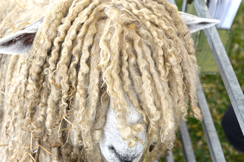 A close up image of a Lincoln sheep with long shaggy wool over its face.