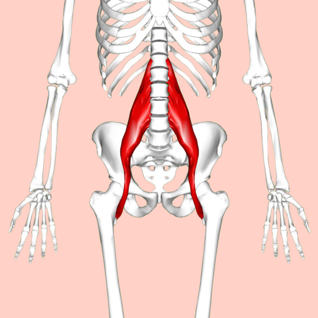 alt="psoas muscle highlighted on skeleton"