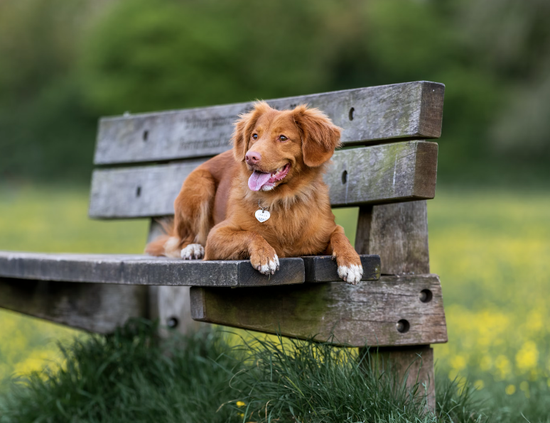 Photo of a dog resting on a bench