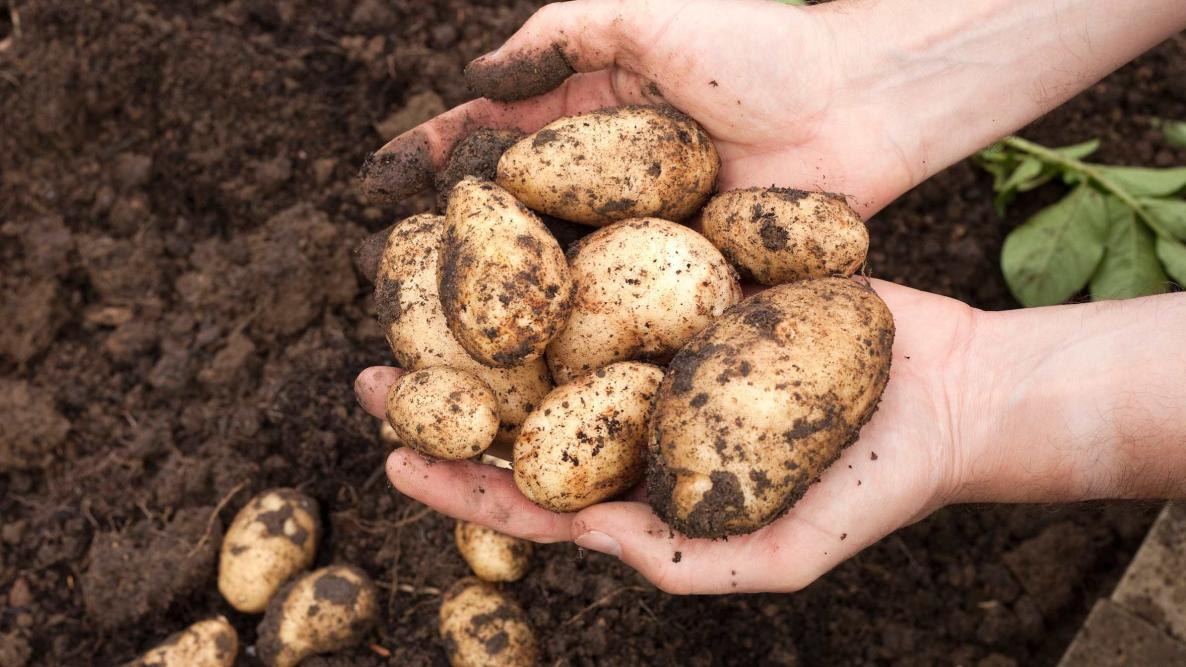 Choosing the Right Potato Varieties
